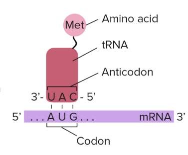 <p>adaptor molecules that contain the anticodon and link anticodon to codon to </p>