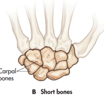 <p>carpals, tarsals</p>