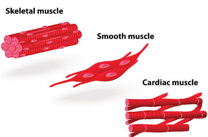 <p><strong><em>STRUCTURE</em></strong></p><p>-<span>made up of <strong>muscle fibres</strong></span></p><p><strong><em>FUNCTION</em></strong></p><p>-muscle f<span>ibres contract and relax to allow <u>movement</u> of the body</span></p><p><span><strong><em>TYPES</em></strong></span></p><p><span>-</span><strong>Smooth - </strong>Found in the walls of organs</p><p><strong>-Cardiac - </strong>Found&nbsp;in the heart</p><p><strong>-Skeletal - </strong>Found&nbsp;attached to bones</p>