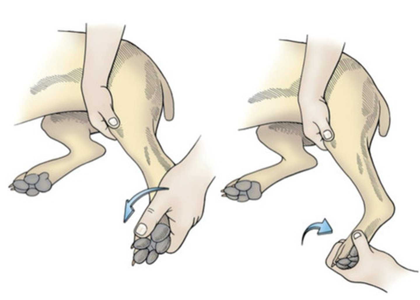 <p>What things on physical exam can be done to assess for a patellar luxation?</p>