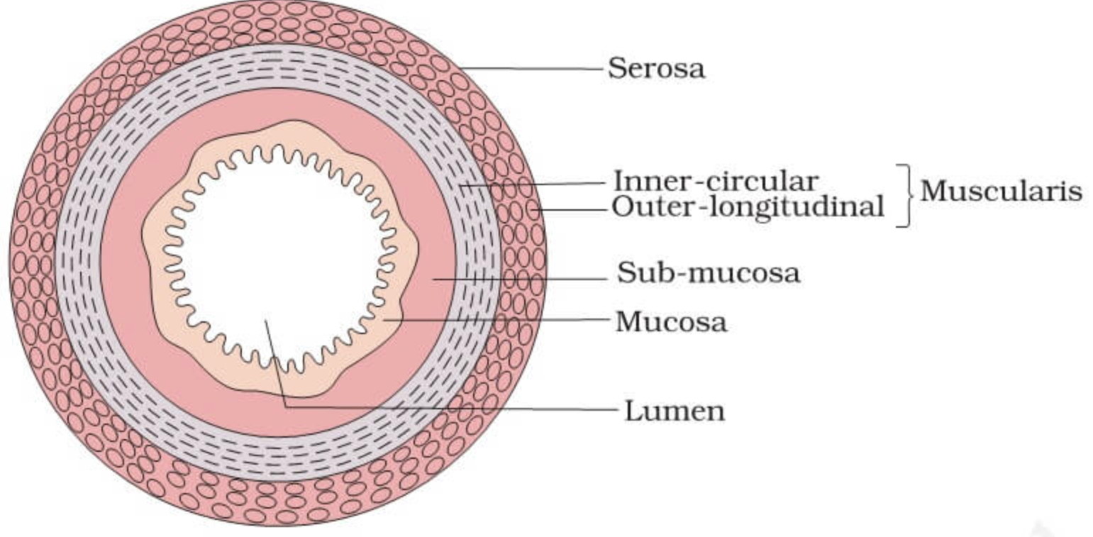 <p><span>• mucosa: inner most layer ; moist membrane; surface epithelium ; small amount of connective tissue (lamina propia); small smooth muscle layer</span></p><p><span>• submucosa: soft connective tissue with blood vessels, nerve endings, and lymphatics</span></p><p><span>• Macular is external- smooth muscle; inner circle layer; outer longitudinal layer</span></p><p><span>• Serosa: outermost layer- visceral Peritoneum; layers of serous guild-producing cells</span></p>