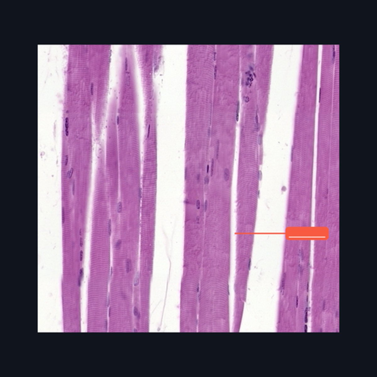 <p>Identify the structure</p>