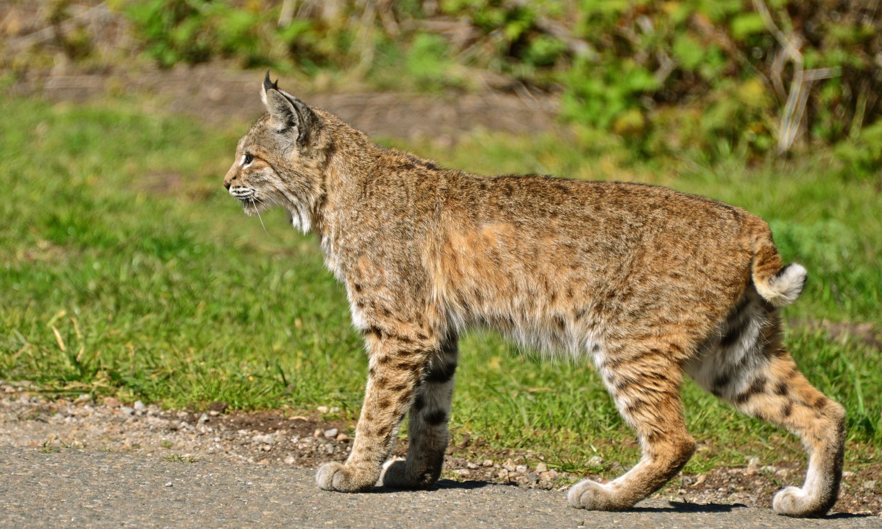 <p>Family Felidae</p><p>Bobcat: Twice the size of a house cat. Short black, bobbed tail, short ear tufts, and spotted, light gray to reddish coat. </p>