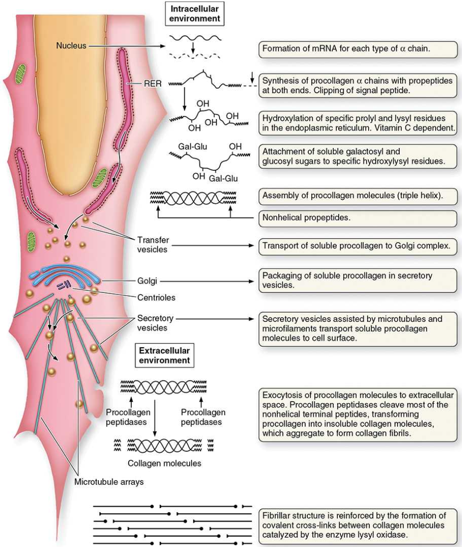 <ul><li><p><span><strong><span>α‑chain production:</span></strong><span> Procollagen α chains are synthesized on RER ribosomes and enter the RER, where their Gly‑X‑Y–rich sequences form the basis of the future triple helix.</span></span></p></li><li><p><span><strong><span>Post‑translational modifications:</span></strong><span> In the RER, selected proline and lysine residues are hydroxylated (requiring O₂, Fe²⁺, and vitamin C), and some hydroxylysines are glycosylated.</span></span></p></li><li><p><span><strong><span>Triple‑helix formation:</span></strong><span> The non‑helical terminal regions help align three α chains. Disulfide bonds at the C‑terminus stabilize the assembly, allowing the triple helix to form. Procollagen is then sent through the Golgi and secreted.</span></span></p></li><li><p><span><strong><span>Extracellular processing:</span></strong><span> Procollagen peptidases remove terminal peptides, converting procollagen into collagen, which spontaneously assembles into fibrils near the cell surface.</span></span></p></li><li><p><span><strong><span>Fibril maturation:</span></strong><span> Proteoglycans and accessory collagens (e.g., types V and XII) organize and stabilize fibrils, which then aggregate into larger fibers.</span></span></p></li><li><p><span><strong><span>Cross‑linking:</span></strong><span> Lysyl oxidase catalyzes covalent cross‑links between collagen molecules, strengthening fibrils and preventing their breakdown.</span></span></p></li></ul><p></p>