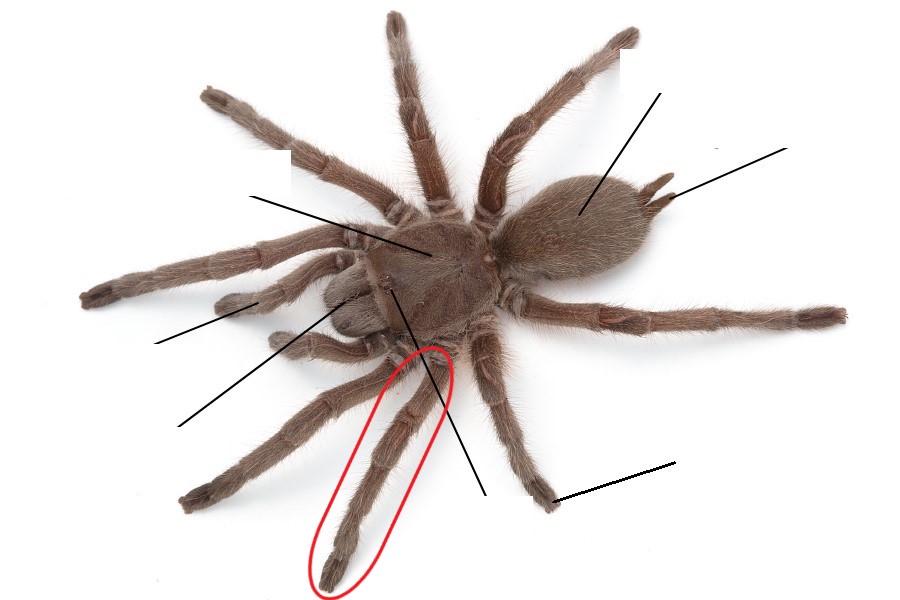 <p>Which leg is this?</p>