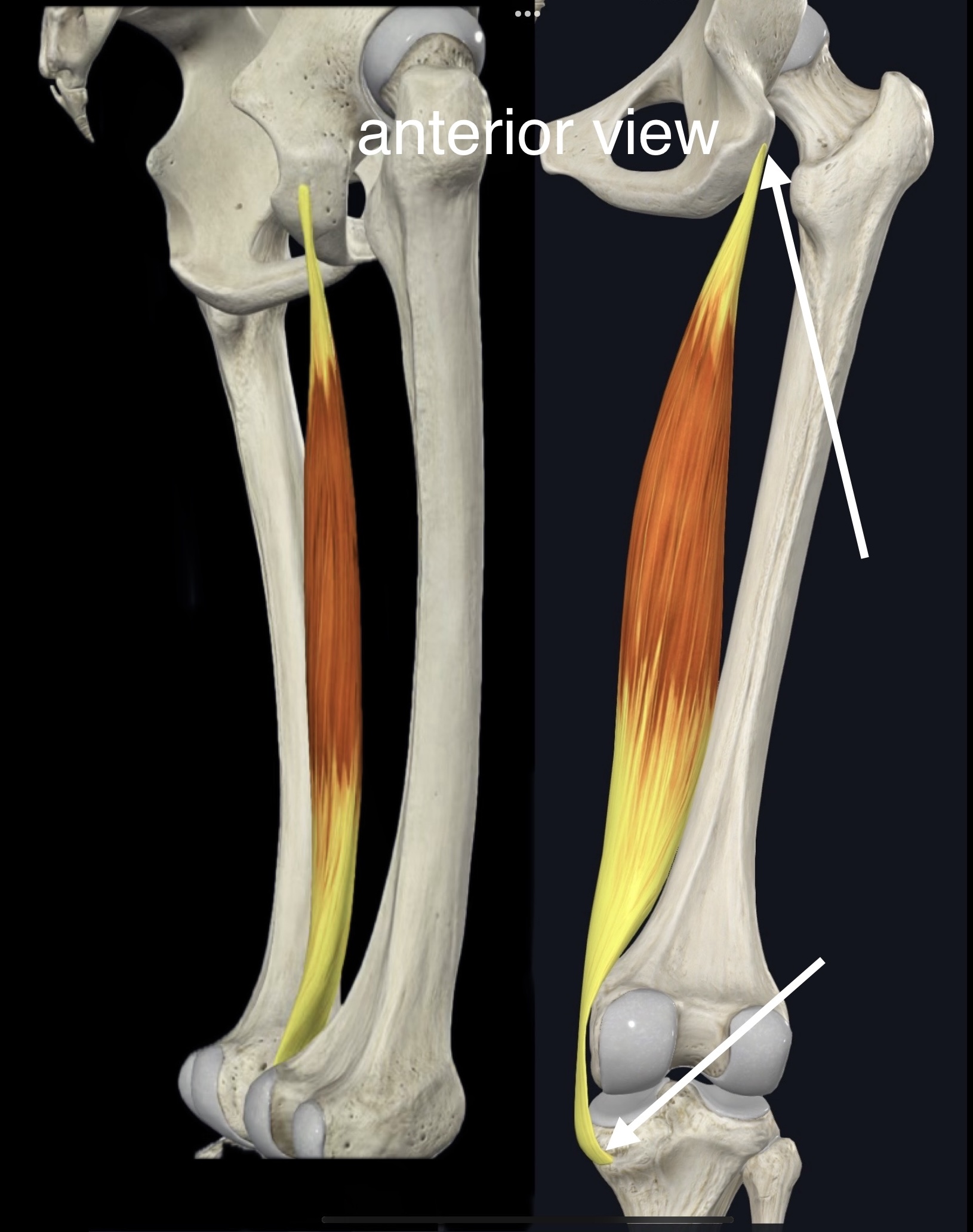 <p>Name the muscle, origin and insertion</p>