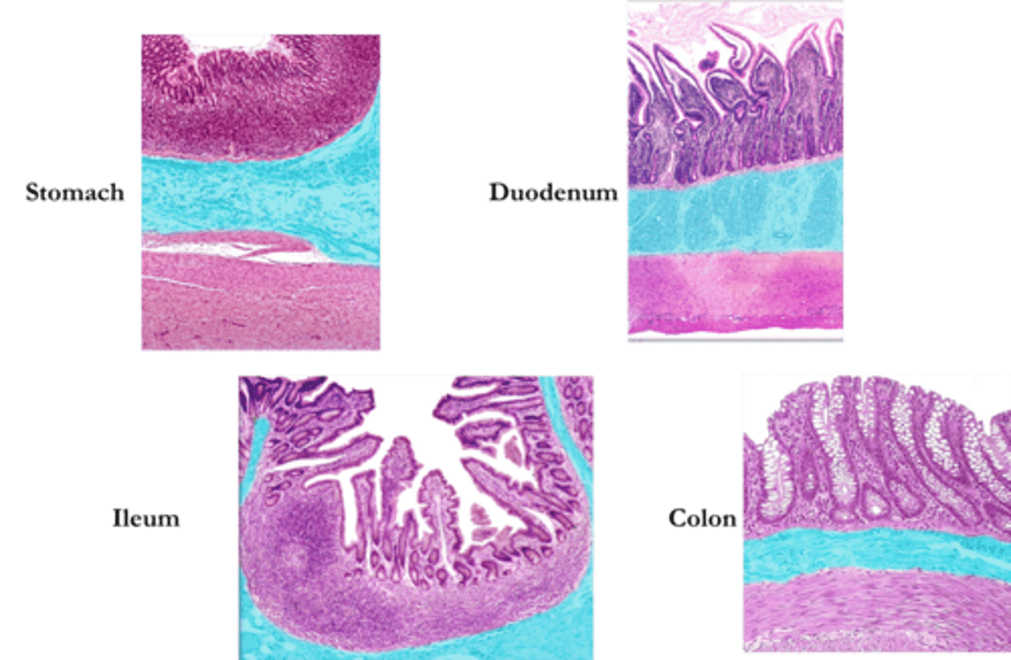 <p>Identify this layer of the alimentary canal.</p>