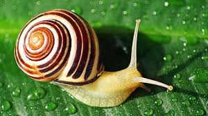 <p><strong>Snail</strong></p>