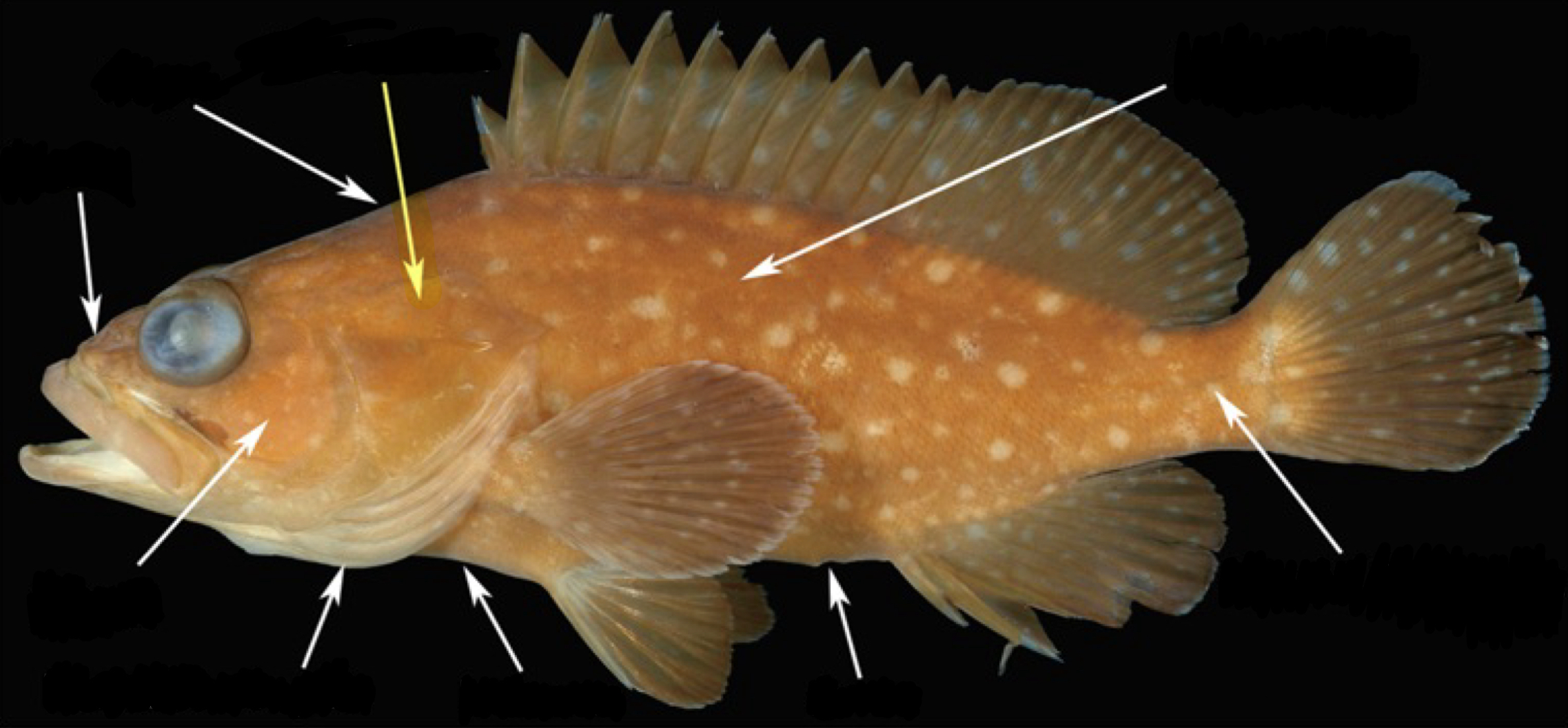 <p>What part of the fish is this?</p>