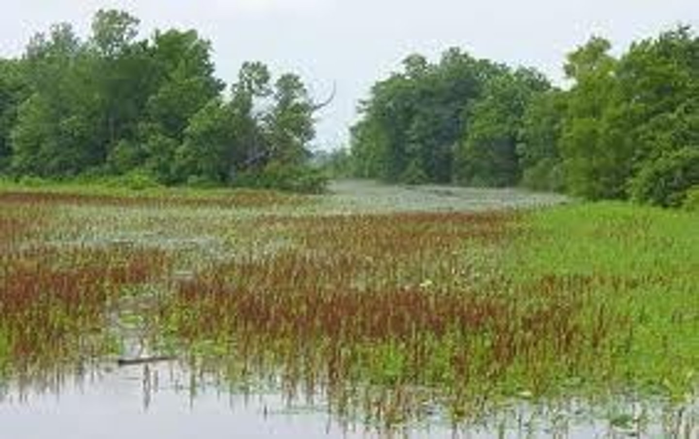 <p>Ecological sewage treatment designed to mimic the cleansing functions of wetlands.</p>