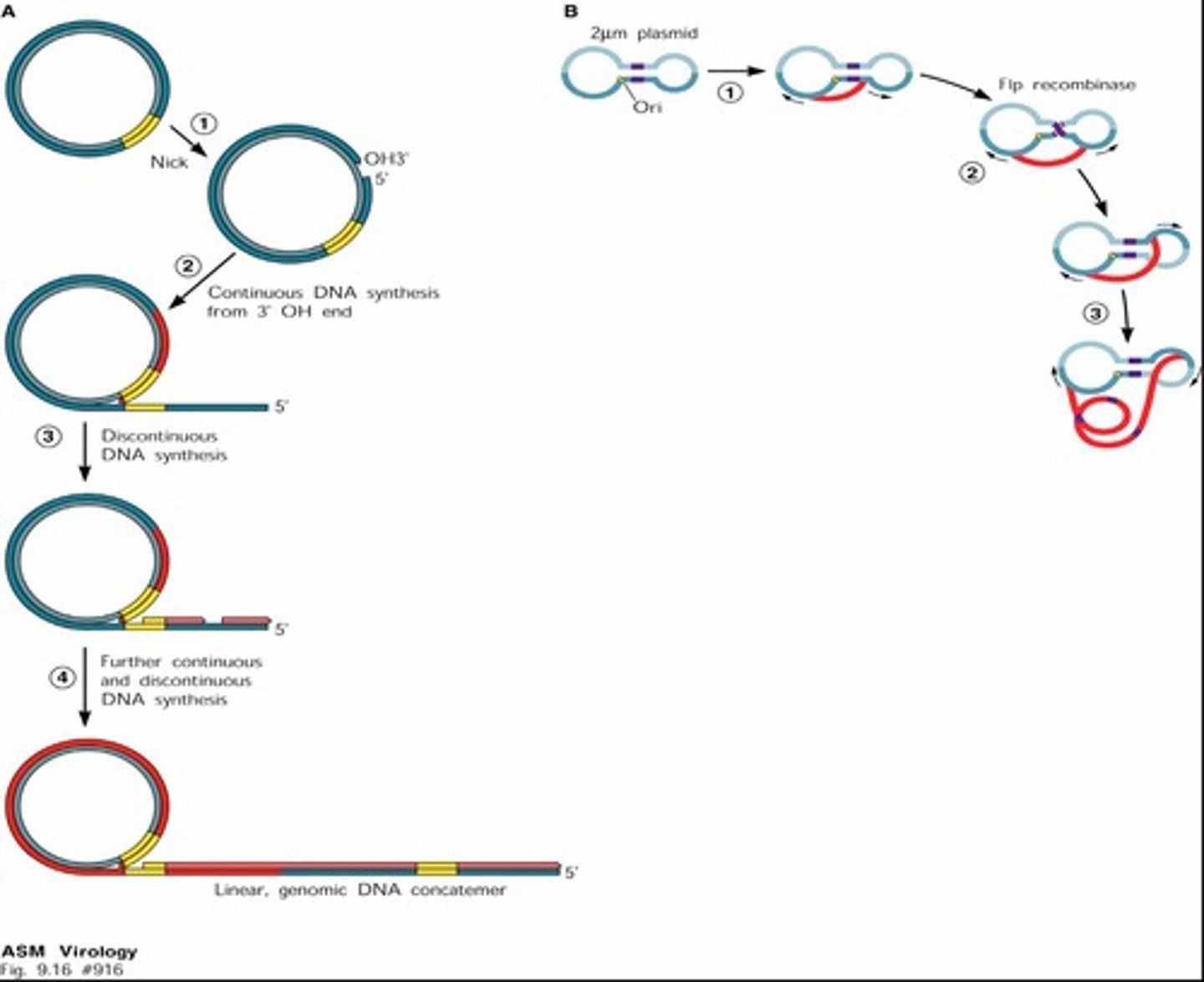 <p>Rolling cycle replication.</p>