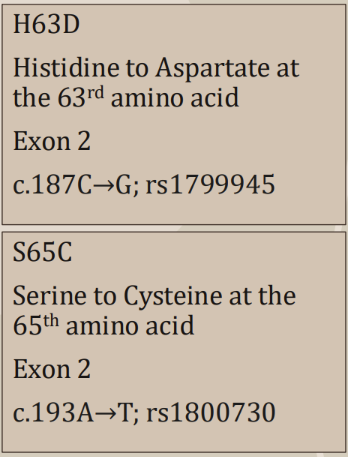 <p><span style="font-family: &quot;Times New Roman&quot;, serif;"><span>Other HFE mutations:</span></span></p><p class="MsoListParagraphCxSpFirst"><span style="font-family: Aptos, sans-serif;"><span>-</span></span><span style="font-family: &quot;Times New Roman&quot;; line-height: normal; font-size: 7pt;"><span>&nbsp;&nbsp;&nbsp;&nbsp;&nbsp;&nbsp;&nbsp;&nbsp;&nbsp; </span></span><span style="font-family: &quot;Times New Roman&quot;, serif;"><span>The second most common HFE mutation is H63D</span></span></p><p class="MsoListParagraphCxSpMiddle"><span style="font-family: &quot;Courier New&quot;;"><span>o</span></span><span style="font-family: &quot;Times New Roman&quot;; line-height: normal; font-size: 7pt;"><span>&nbsp;&nbsp; </span></span><span style="font-family: &quot;Times New Roman&quot;, serif;"><span>There is also S65C mutation</span></span></p><p class="MsoListParagraphCxSpMiddle"><span style="font-family: Aptos, sans-serif;"><span>-</span></span><span style="font-family: &quot;Times New Roman&quot;; line-height: normal; font-size: 7pt;"><span>&nbsp;&nbsp;&nbsp;&nbsp;&nbsp;&nbsp;&nbsp;&nbsp;&nbsp; </span></span><span style="font-family: &quot;Times New Roman&quot;, serif;"><span>Both of these mutations affect the alpha-1 binding groove which interacts with the transferrin receptor, but it does not impact the amount of HFE on the cell surface</span></span></p><p class="MsoListParagraphCxSpMiddle"><span style="font-family: Aptos, sans-serif;"><span>-</span></span><span style="font-family: &quot;Times New Roman&quot;; line-height: normal; font-size: 7pt;"><span>&nbsp;&nbsp;&nbsp;&nbsp;&nbsp;&nbsp;&nbsp;&nbsp;&nbsp; </span></span><span style="font-family: &quot;Times New Roman&quot;, serif;"><span>Thus, these mutations tend to have a milder phenotype than C282Y, if any</span></span></p><p class="MsoListParagraphCxSpLast"><span style="font-family: Aptos, sans-serif;"><span>-</span></span><span style="font-family: &quot;Times New Roman&quot;; line-height: normal; font-size: 7pt;"><span>&nbsp;&nbsp;&nbsp;&nbsp;&nbsp;&nbsp;&nbsp;&nbsp;&nbsp; </span></span><span style="font-family: &quot;Times New Roman&quot;, serif;"><span>A small portion of adults with C282Y/H63D or C282Y/S65C compound heterozygosity or H63D homozygosity develop mild iron overload, usually in the presence of concomitant liver disease</span></span></p>