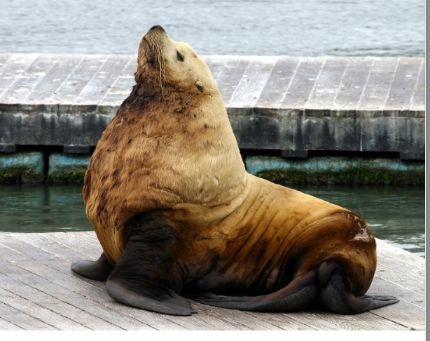 <p>Genus and species?</p>