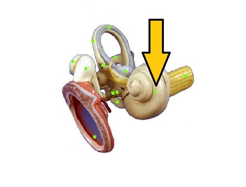 <p>a coiled, bony, fluid-filled tube in the inner ear; sound waves traveling through the cochlear fluid trigger nerve impulses</p>