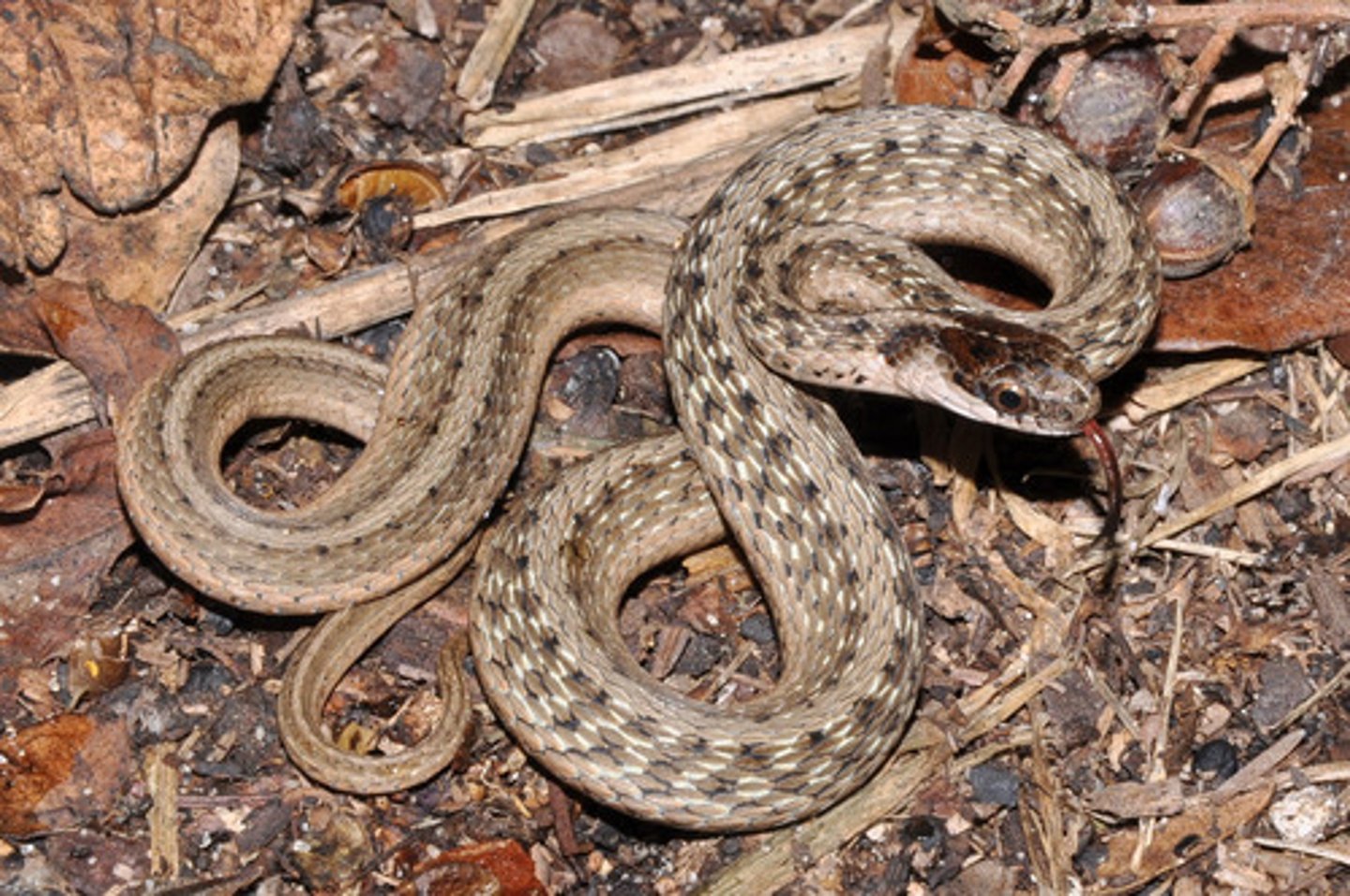 <p>Dekay's brown snake</p>