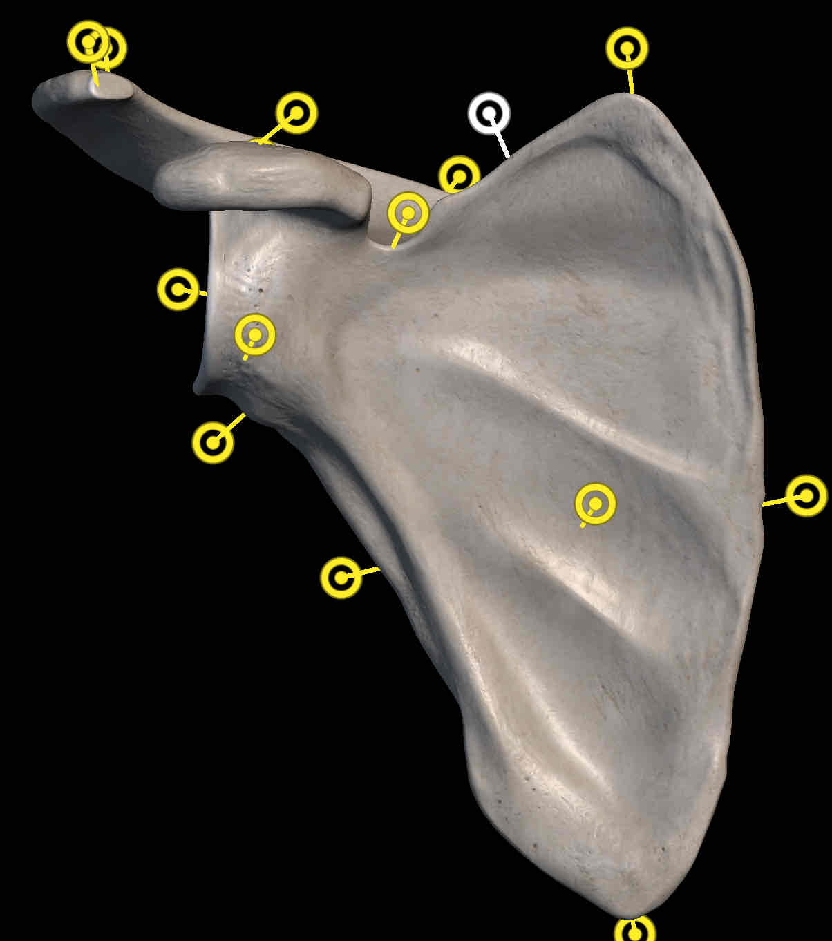 <p>Name the structure</p>