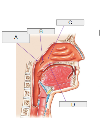 <p>B</p>