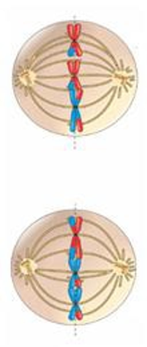 <p>Duplicated chromosomes align at the cell equator (centre of cell)</p>