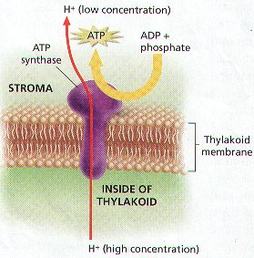 the synthesis of ATP by means of a flow of protons (H+) across a membrane down a concentration gradient through the enzyme ATP synthase (stalked particle).