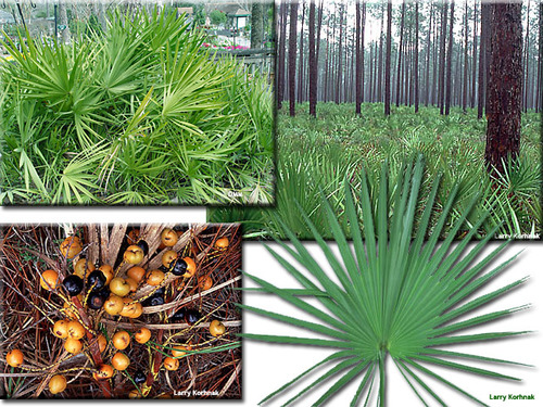 Family: Arecaceae (palm)

Common: saw palmetto

Habitat: wet areas, flatwoods. sometimes scrubs and hammocks but prefers well drained soils.

Persistence: evergreen

Bark: "gator backs", dark to black stem, more or less horizontal. leaf bases stay attached.

Leaf: saw teeth on petioles, palmate without a costa, green or yellowish green. Simple, glabrous.

Flowers: calyx tubular below, 3 minute lobes distally, 3 petals nearly separate

Fruit: drupelike, usually oblong-ellipsoid, black or blueish black when ripe

***Monocot, extremely slow grower

Other: decumbent (growing along the ground/crawling). Can grow taller w/o fire. Important for wildlife including black bears and diamondback rattlesnakes. Especially important for pollinators. Medicinally valuable especially for prostate issues. Used as an ornamental. 

Tolerances: high drought, moderate flood, shade, salt, fire.