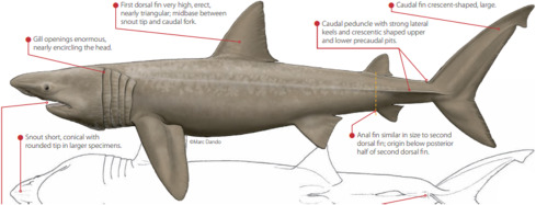 <p>Order of mackerel sharks </p><p>large plegaic sharks </p><p>Dorsal fin: 2 </p><p>Anal fin: present </p><p>reproduction: moslty ovoviviparous; eggs fertilized and hatched internally </p><p>→ evidence of oophagy occurring in families of Tiger Sharks </p><p>Some families capable of countercurrent exchange to maintain body heat </p>