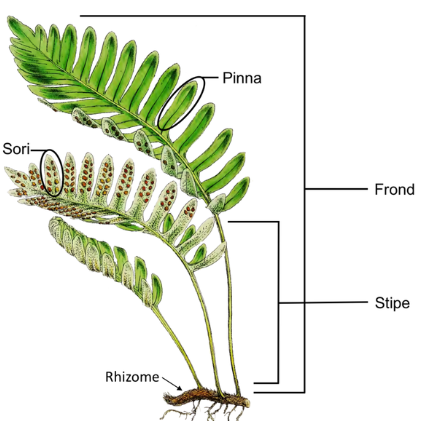 <p>largest groups of seedless vascular plants</p><p>(12,000 species) with a fossil record that spans 360 million years</p>