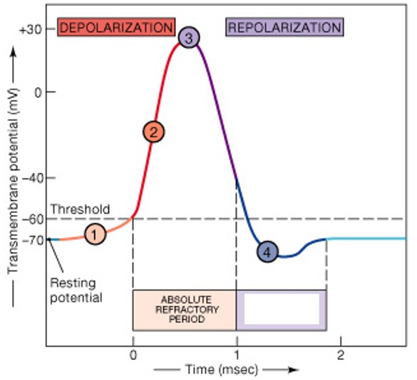 <p>Which type of refractory period have:</p><ul><li><p>Membrane potential almost normal</p></li><li><p>Very large stimulus can initiate action potential</p></li></ul><p></p>