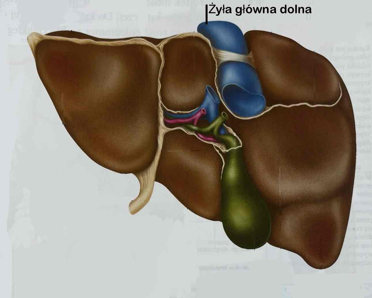 <p>Żyła główna dolna</p>