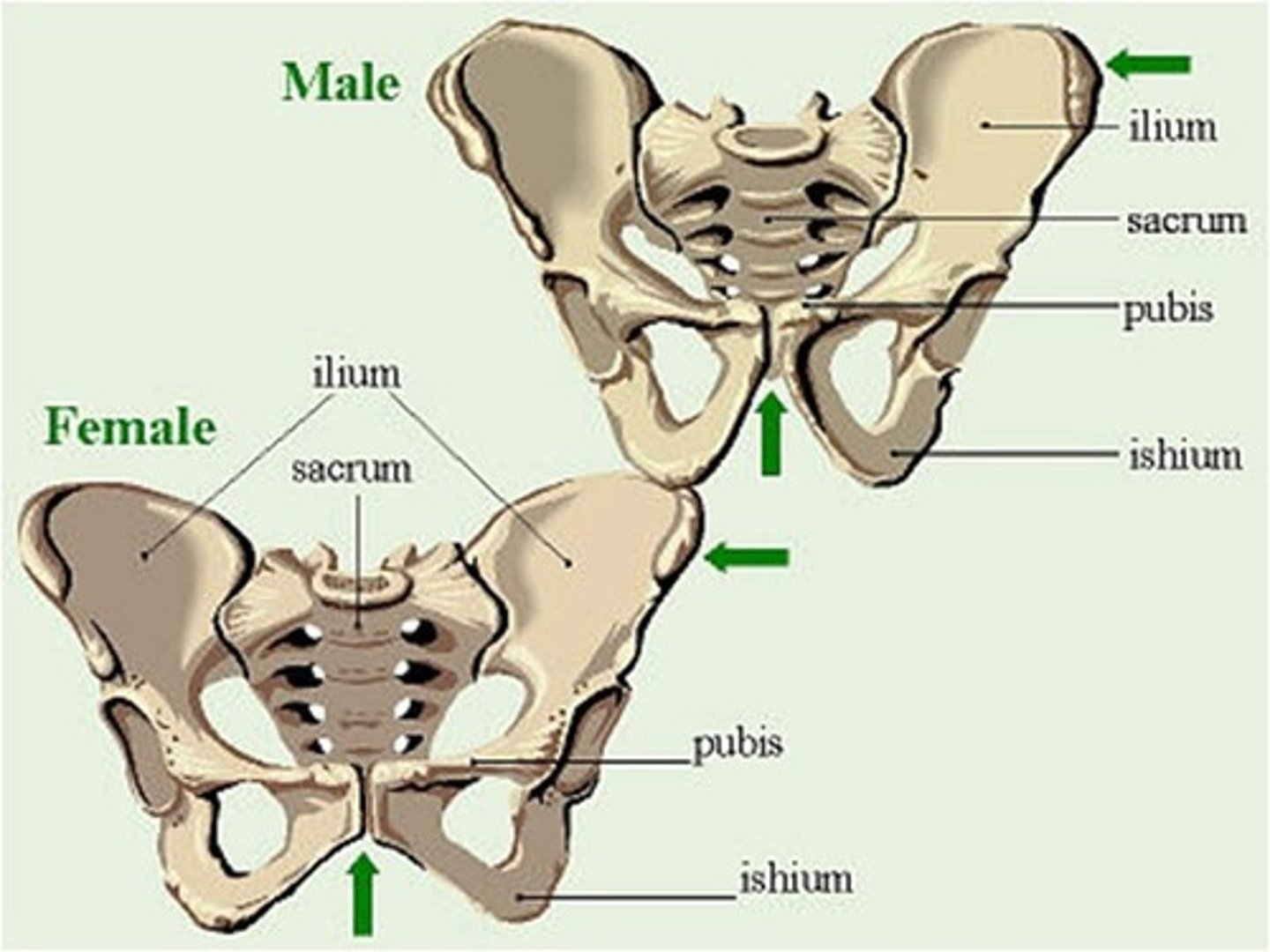 <p>The male pubic arch is more narrow than the female pubic arch.</p>