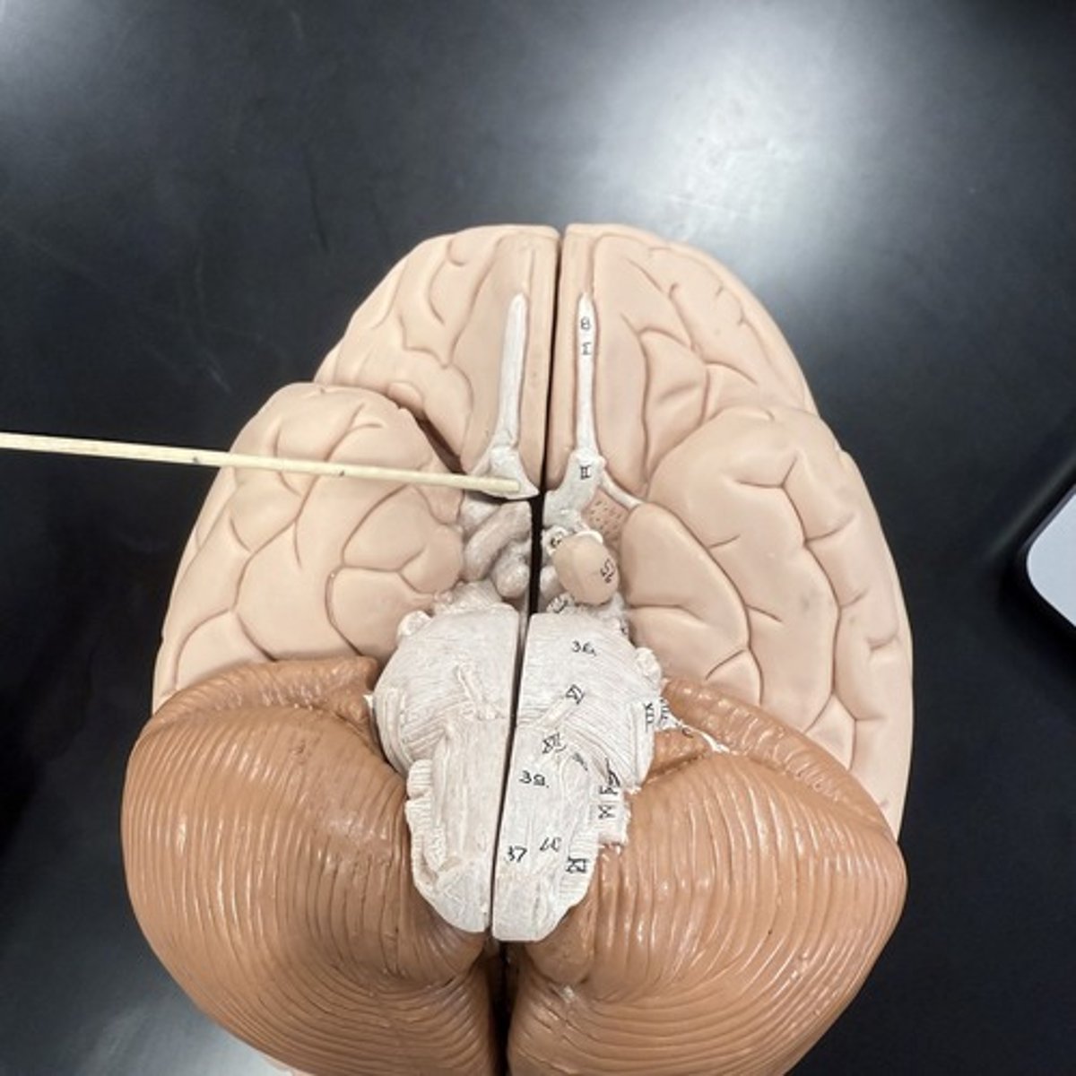 <p>What is this structure?</p>
