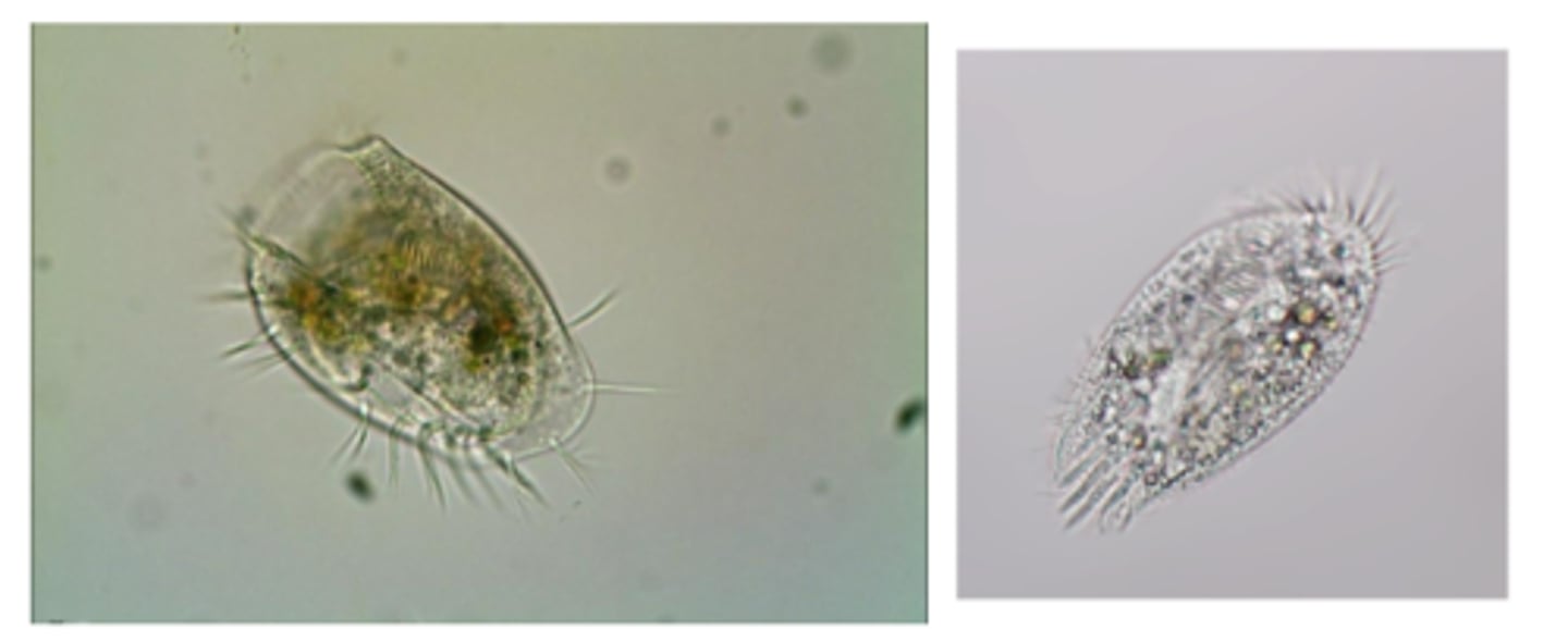 <p>How does this organism MOVE?</p>