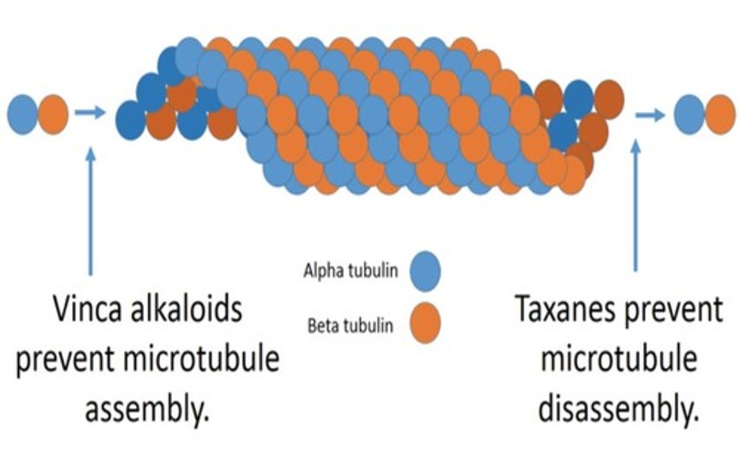 <p>cell cycle specific (M phase).</p><p>taxanes hyperstabilize microtubules --&gt; prevents breakdown of mitotic spindle --&gt; cell remains frozen in metaphase = apoptosis </p>