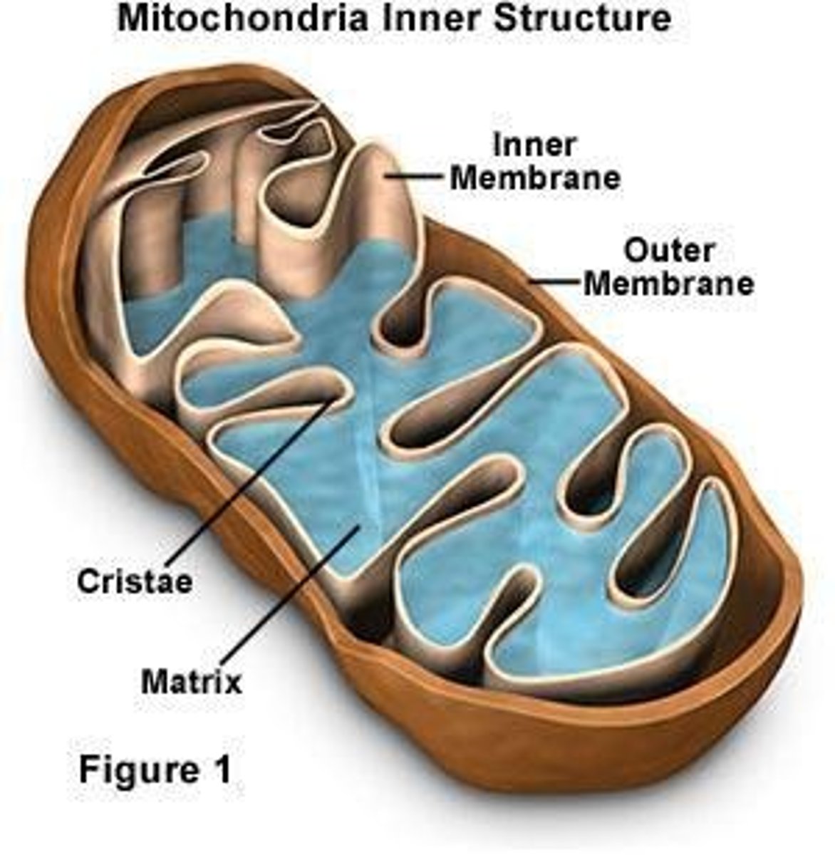 <p>What is the outer mitochondrial membrane like?</p>