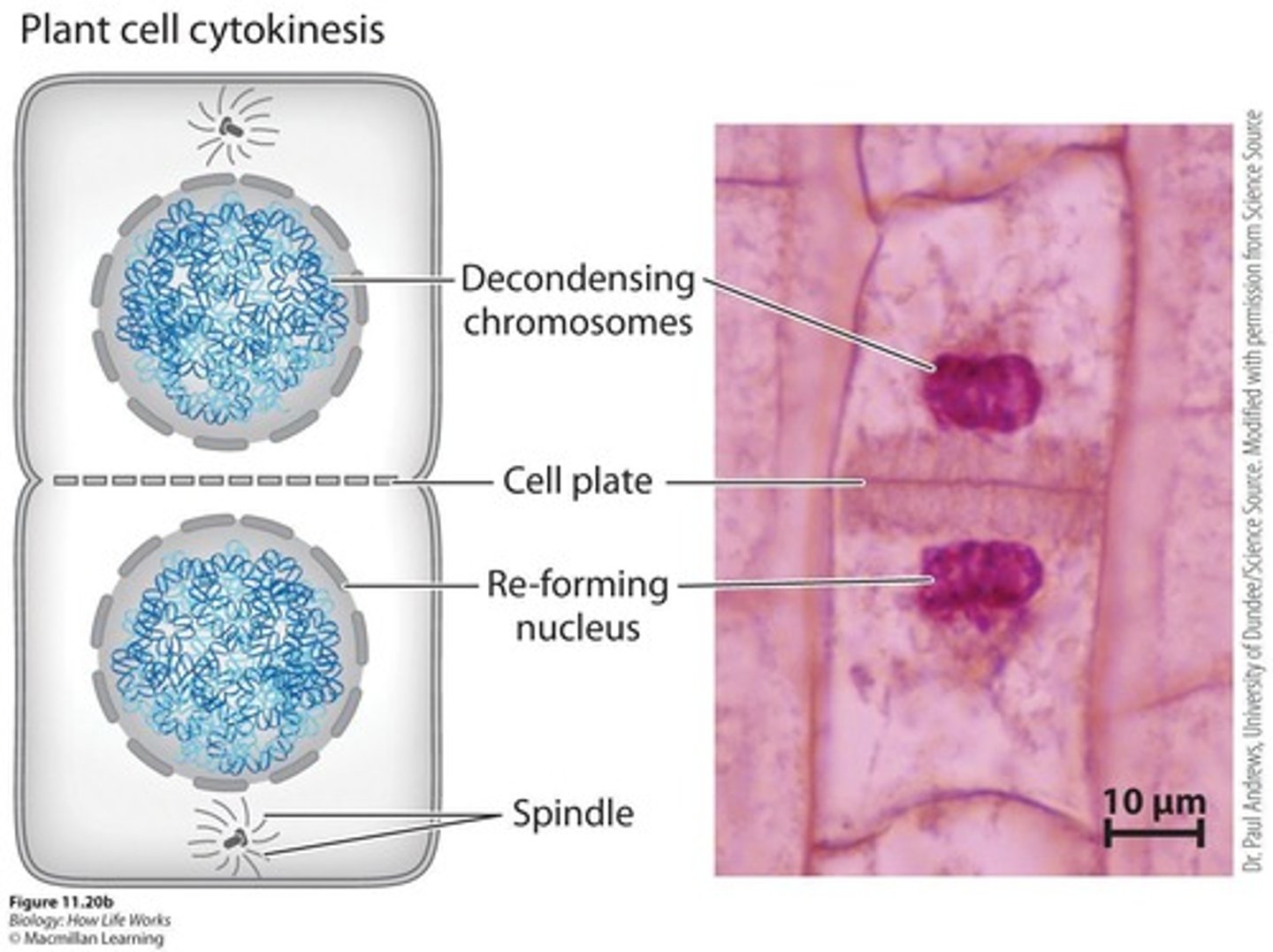 <p>A complete set of chromosomes reaches each pole, the nuclear envelope re-forms, and chromosomes decondense.</p>