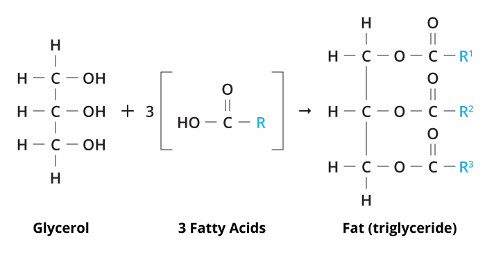 <p>Fats</p>