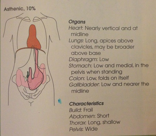 <p>one of four body habitus only 10% of population has this habitus. heart is nearly vertical at midline lungs are apices above clavicles diaphragm is low stomach is low and medial. usually frail build with a short abdomen and small pelvis</p>