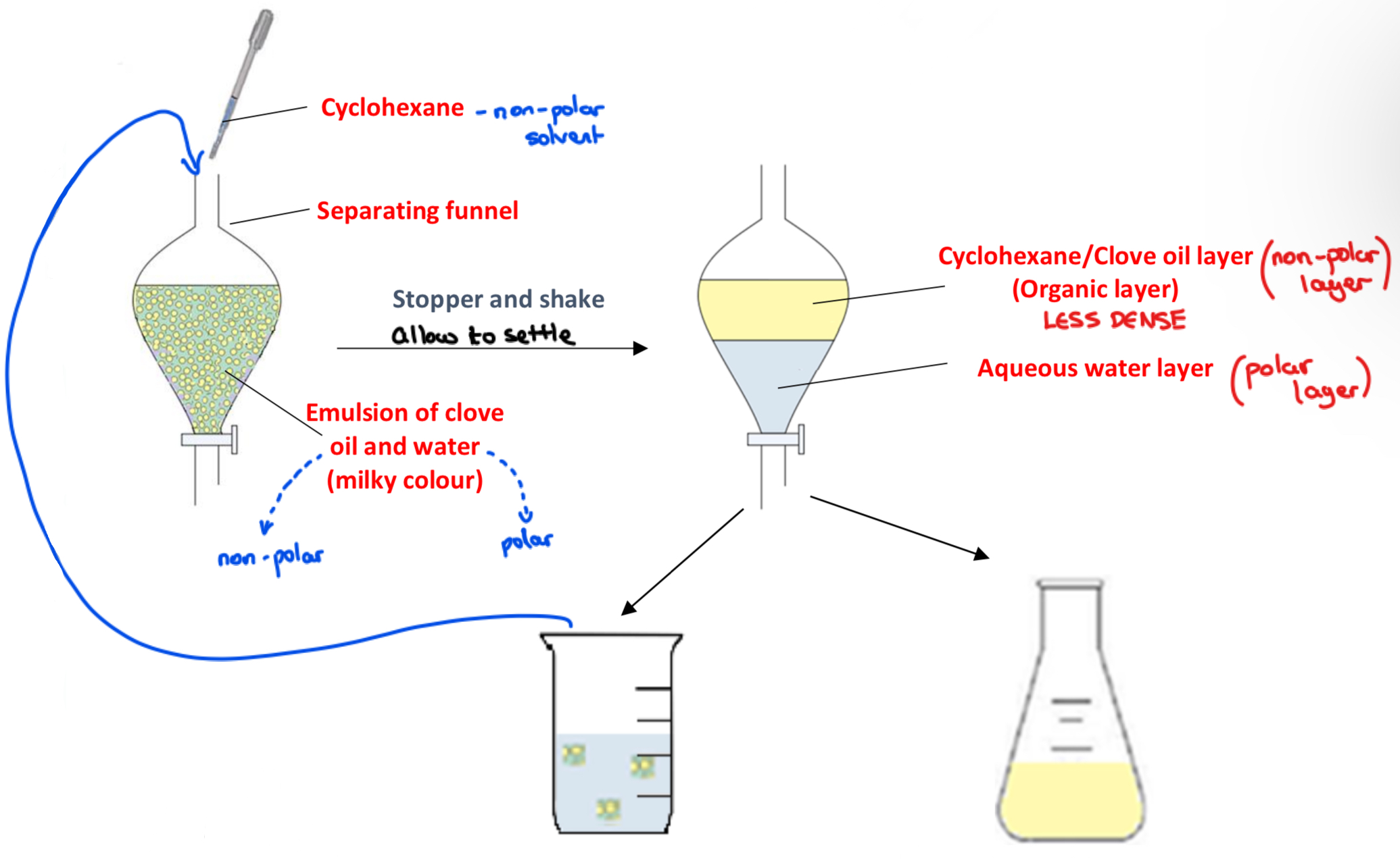 <p>➢ Add the clove oil/water <strong>emulsion</strong> into a <strong>separating funnel</strong> and using a dropper <strong>add</strong> a small amount of <strong>cyclohexane</strong></p><p>➢ <strong>Stopper and shake</strong> the separating funnel and allow to settle</p><p><u>Observe:</u> <strong>Two separate layers form, an organic layer of cyclohexane/clove oil on top and an aqueous water layer on bottom</strong></p><p>➢ <strong>Open the tap</strong> of the separating funnel and <strong>allow</strong> the bottom <strong>aqueous layer</strong> to <strong>drain into a beaker</strong>, and the <strong>organic layer to drain </strong>separately into a <strong>conical flask</strong></p><p>➢ The aqueous layer will still contain droplets of clove oil - it is added back to the separating funnel, more cyclohexane is added, and the <strong>procedure is repeated at least two more times</strong> to extract the maximum amount of clove oil from the emulsion</p>