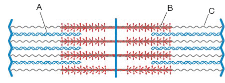 <p>Identify the structures labeled A, B, and C:</p><ol><li><p>A= Myosin filament; B= Actin filament; C= Titin</p></li><li><p>A=Actin filament; B= Titin; C= Myosin filament</p></li><li><p>A=Titin; B=Myosin filament; C= Actin filament</p></li><li><p>A= Actin filament; B=Myosin filament; C= Titin</p></li></ol>