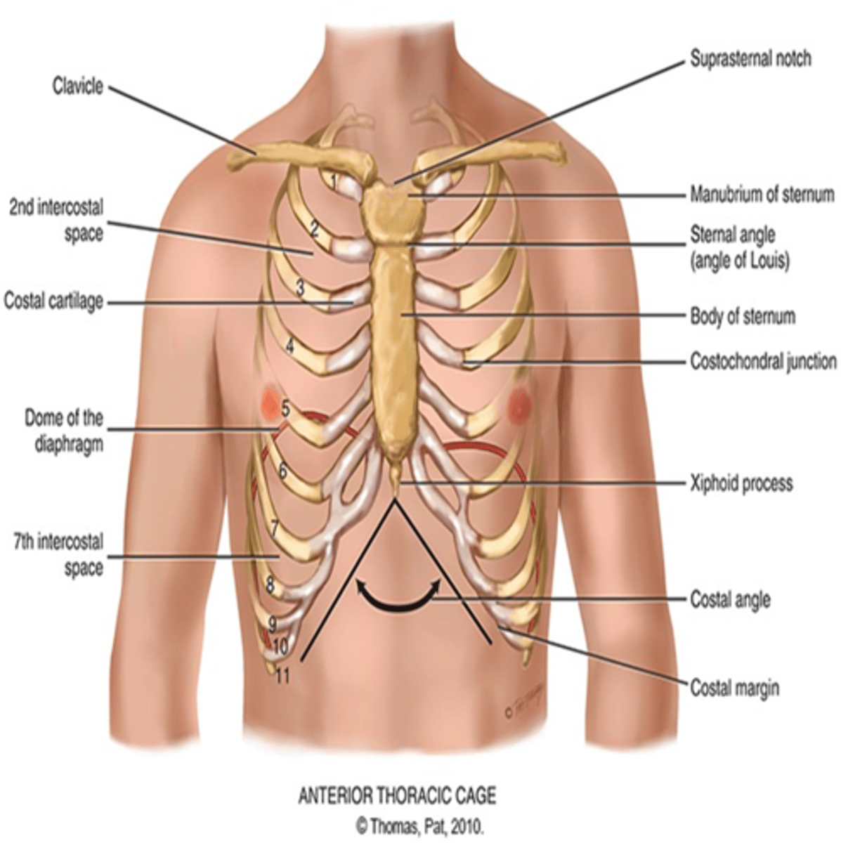 <p>a. Identify Angle of Louis, palpate lightly to second rib, and slide down to second intercostal space.</p><p>b. Angle of Louis also marks site of tracheal bifurcation into right and left main bronchi</p><p>c. Corresponds with upper border of atria of the heart, and it lies above fourth thoracic vertebra on back.</p>