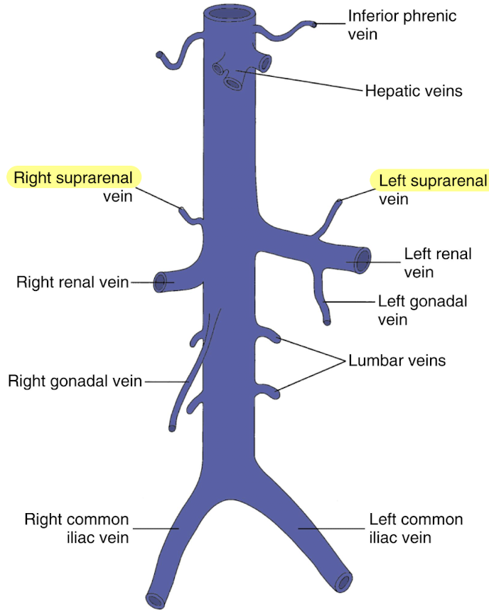 <ul><li><p>arise from suprarenal gland</p></li><li><p><u>right</u> suprarenal vein drains <u>directly into IVC</u></p></li><li><p><u>left</u> suprarenal vein <u>drains into LRV</u></p></li></ul><p></p>