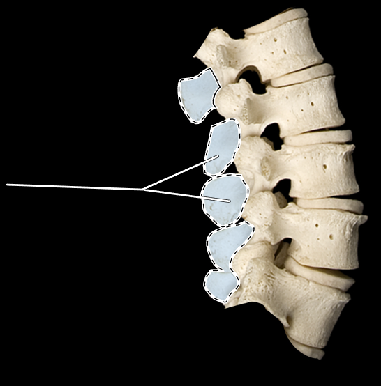<p>What part of the vertebra is highlighted?</p><p>What region of the vertebral column is this?</p><p>(Lateral view).</p>