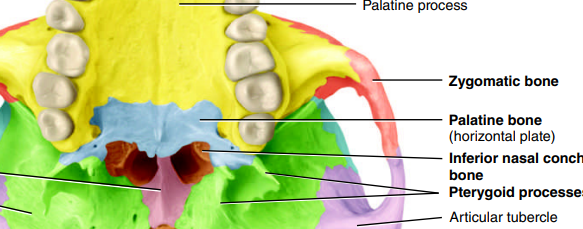 <p>desc → posterior portion of hard palate</p><p>function → roof of mouth, lateral walls of nose, orbital floors</p>
