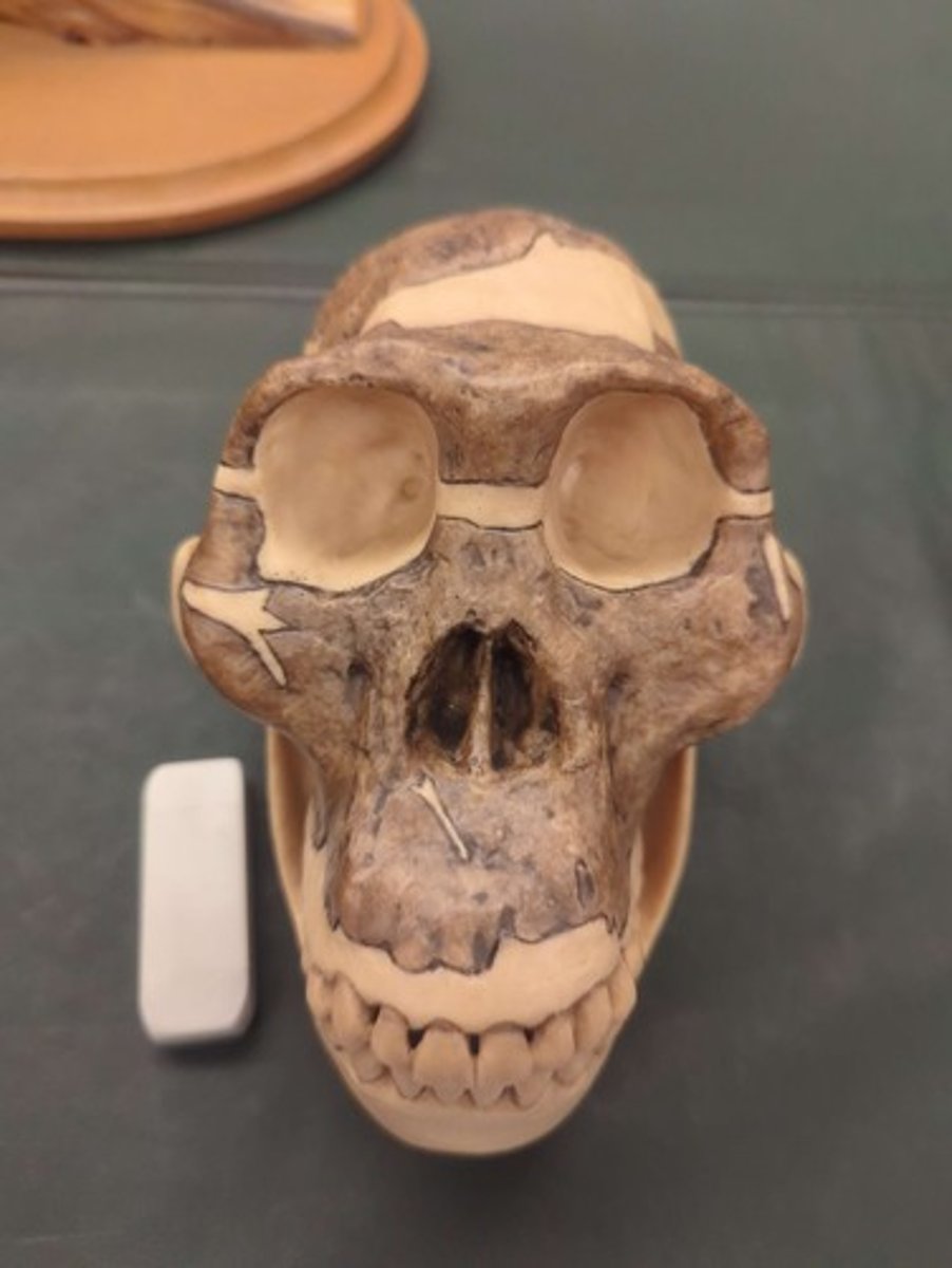 <p>What animal is this? Answer with "Skull" after animal name.</p>