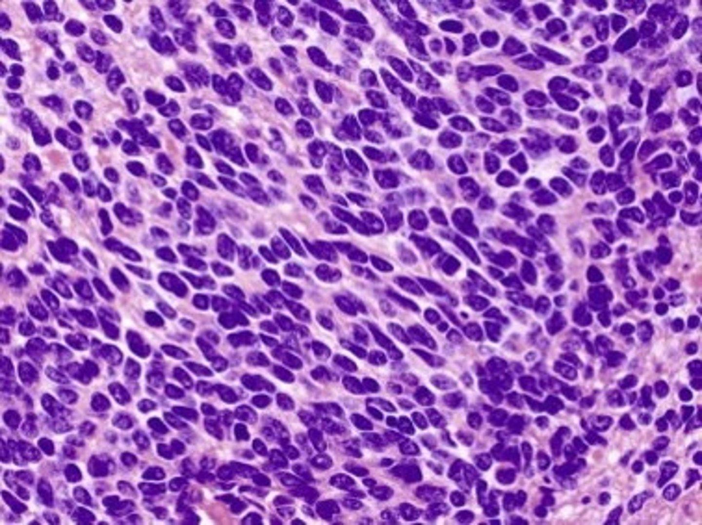 <p>Cells that have not specialized in any particular function.</p>