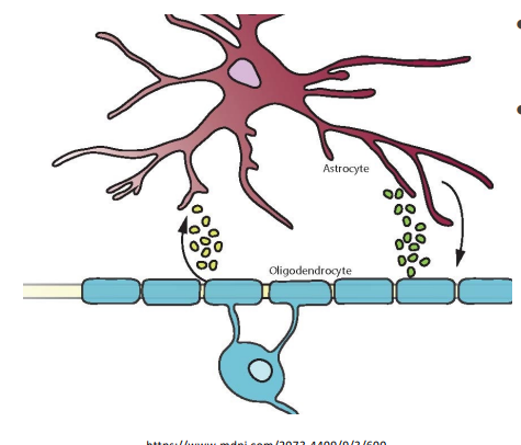 <p>Named for their stellate appearance </p><p><strong>Glial tissue</strong> in the <strong>central nervous system </strong></p><p>Regulates <strong>ionic </strong>and <strong>energy homeostasis </strong>in <strong>white matter</strong> like optic nerve </p><ul><li><p>Highly efficient at transporting <strong>potassium </strong></p></li><li><p>Accumulate <strong>glycogen </strong>serving as an energy source in the <strong>absence of glucose </strong>(ischemia)</p></li></ul><p>Concentrated at the<strong> nodes of Ranvier</strong> and in contact with <strong>nearby capillaries </strong></p><ul><li><p>Transports substances between circulation and axons </p></li></ul><ul><li><p>Signal blood vessels to <strong>dilate and constrict </strong>to <strong>regulate metabolism </strong>of nerve </p></li></ul><p>Pathology: Most common intrinsic tumors is <strong>astrocytoma </strong>(optic nerve glioma) </p><ul><li><p>Usually found in <strong>childhood</strong></p></li></ul><p></p>