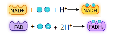 <p>Electron Carriers. These are also the reduced forms because you add 2e- and H+</p>