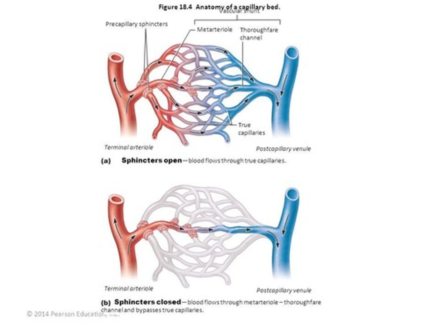 <p>Increased capillary density enhances the diffusion of oxygen and improves waste removal from muscles.</p>