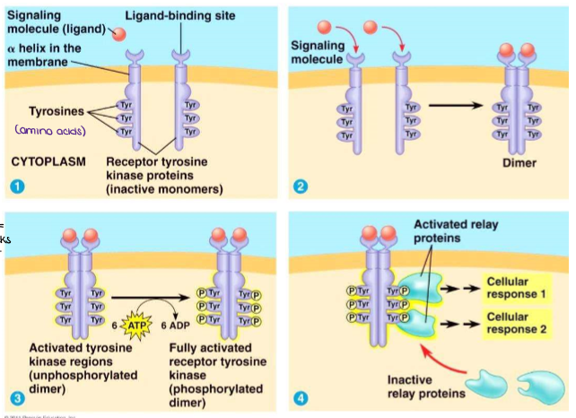 <ul><li><p>These receptors <u>activate several different signal-transduction pathways at once,</u> helping regulate such complicated functions as cell reproduction (cell divisions). Inappropriate activation of these receptors/undeactivated receptors can lead to uncontrolled cell growth — <u>cancer!</u> (treatment = something that blocks the receptor)</p></li><li><p>Examples of ligands that <u>activate tyrosine-kinase receptors:</u> Growth factors, Insulin</p></li></ul><p></p>