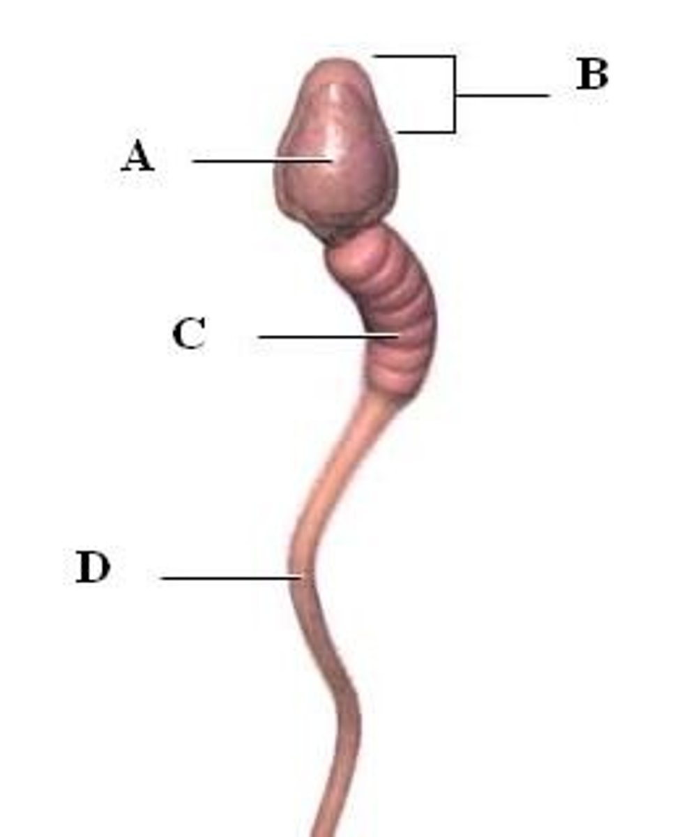 <p>the portion of the tail of a sperm closest to the head, containing mitochondria (labelled C)</p>