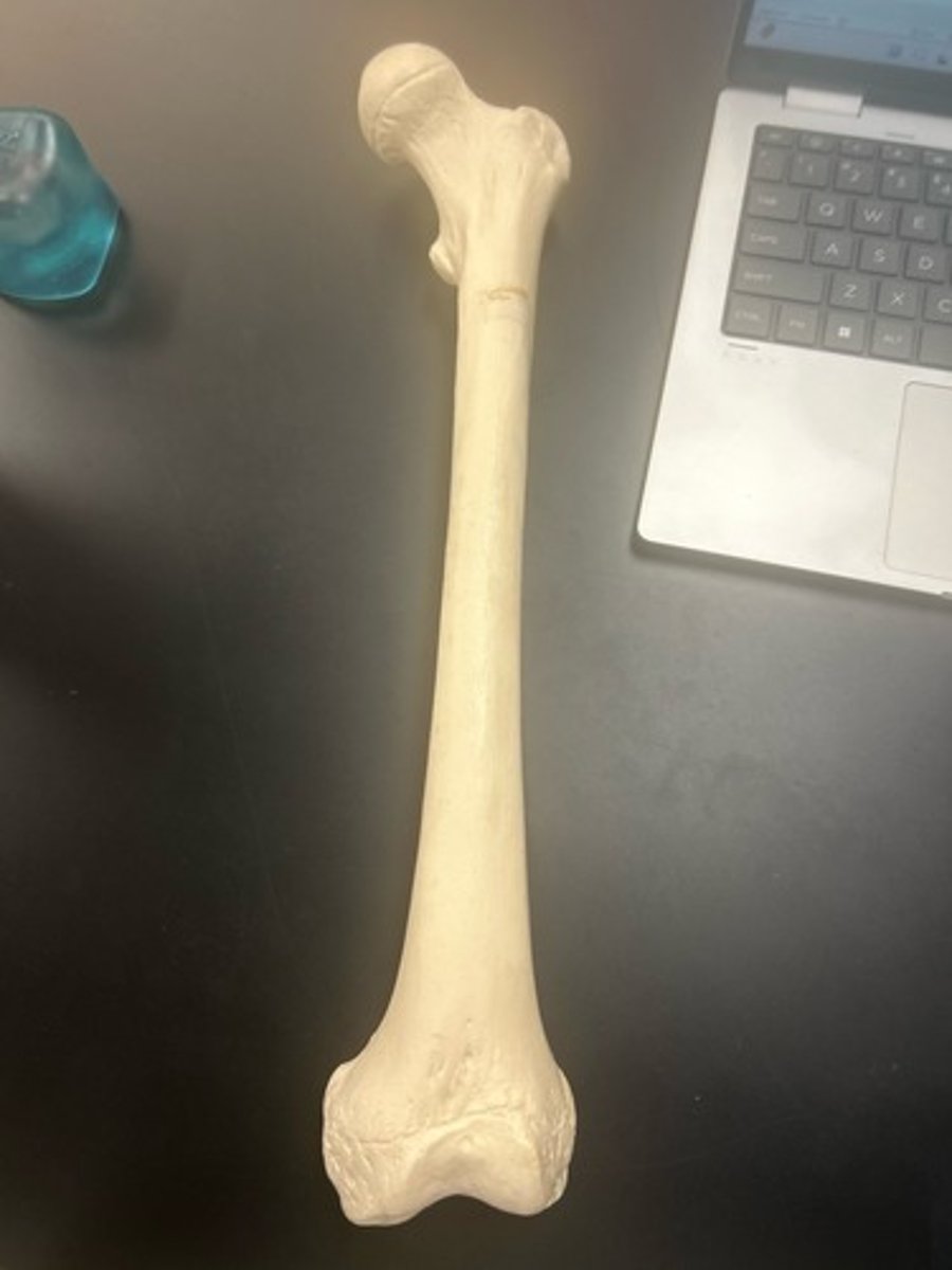 <p>name the bone</p>